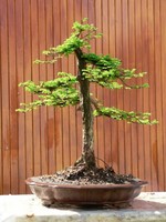 Bonsai Hungary