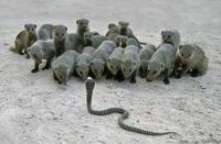 Le a gygyszeriparral!