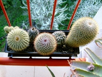 notocactus