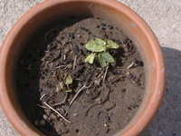 2.
