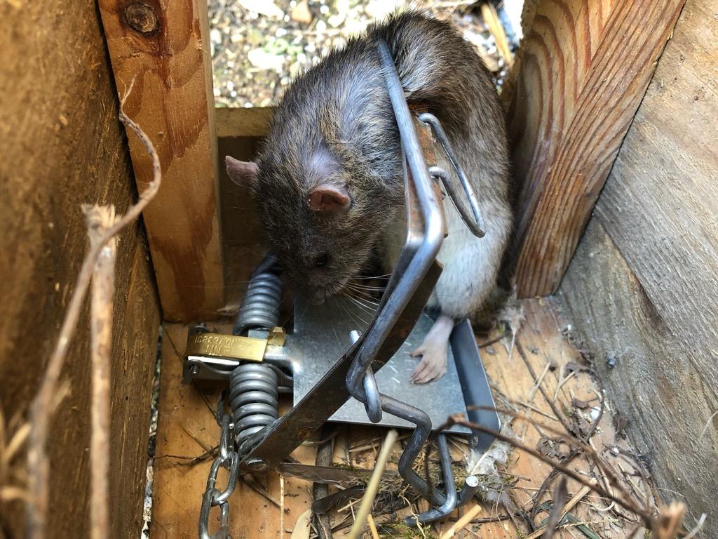 Miért fogyott patkányom, Van megoldás a patkányok megfékezésére