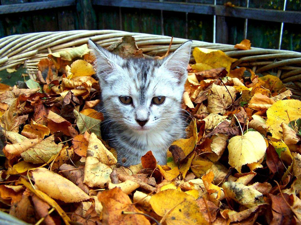 Котики Осенью Фото