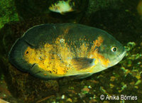 Astronotus ocellatus;