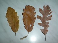 quercus