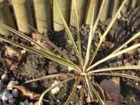 Yucca sp.