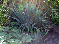 yucca filamentosa