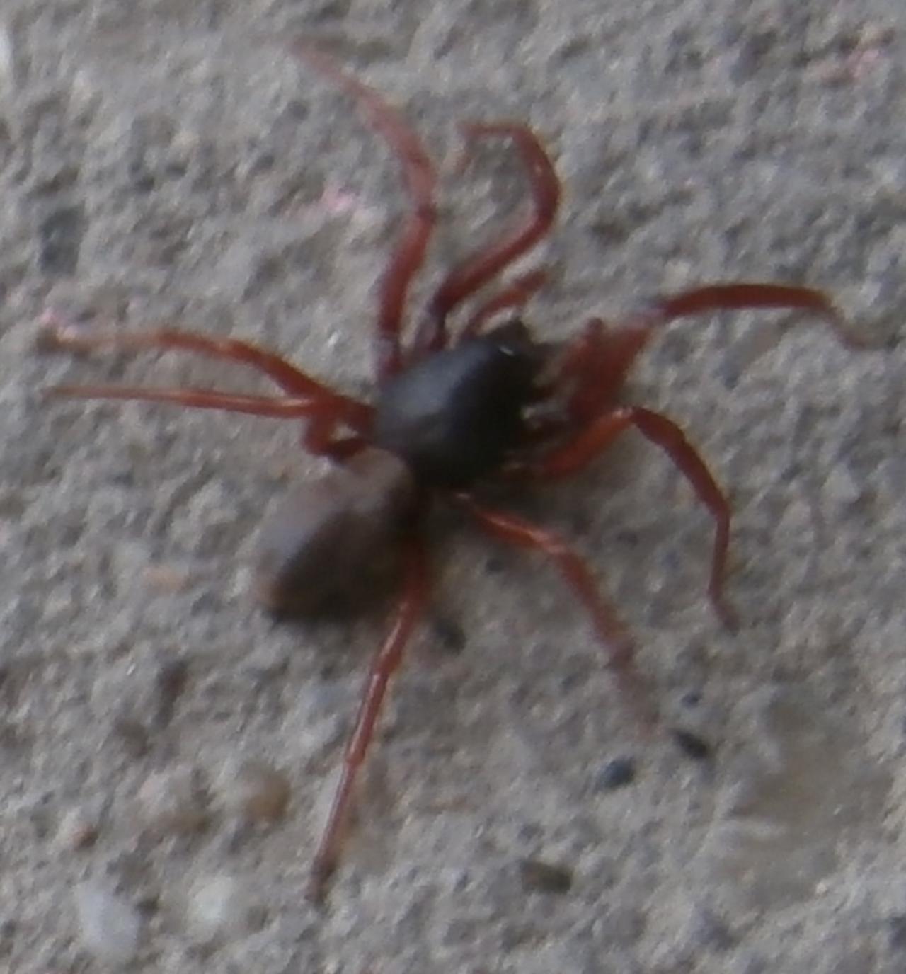 Milyen álmok a pókok: nagy és kicsi, harapáspók hatalmas tarantula