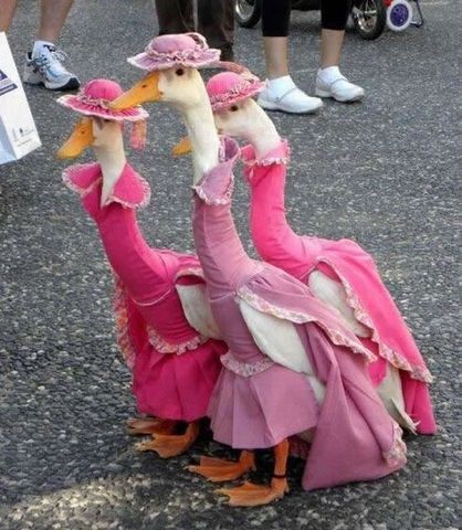 Flamingo társkereső oldal