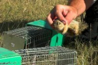 Nyakon cs�pett �rge