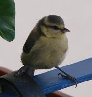 Flemle vagy fzike vagy mi?