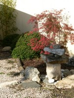Bonsai Hungary