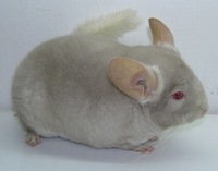 bzs velvet fi