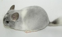 Wilson white (silver) fi