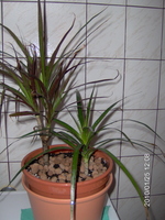 Dracaena Marginata ilyen volt