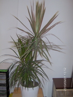Dracaena Marginata ilyen lett
