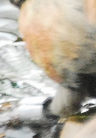 keresztcsr