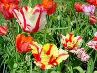 TULIPNVILG