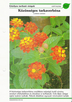 Lantana 1