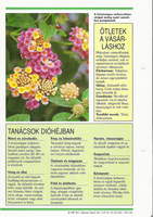 Lantana 3