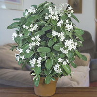 Stephanotis