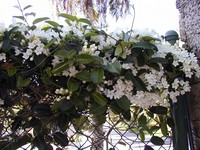 Stephanotis kerits