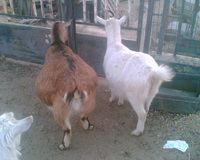 Bambi s Kati