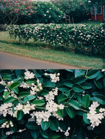 Stephanotis kerits 02