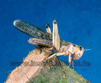 sska tenysztett Locusta migratoria