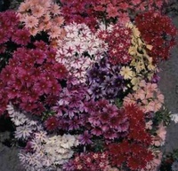 Phlox