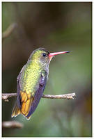 Pablo Rodrguez: aranyl kolibri