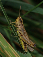 Sska