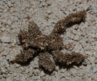 Rovar 1