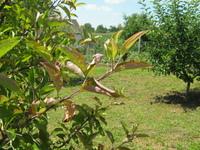 Almafa