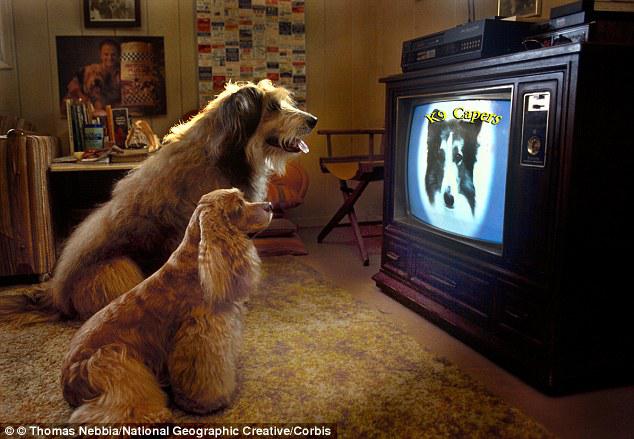 Tom is the tv. Watch TV funny. Funny watch. Pet TV. Dog watching TV.