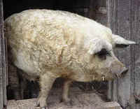 mangalica