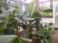 tropicana