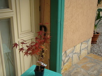 Acer palmatum 160 ft