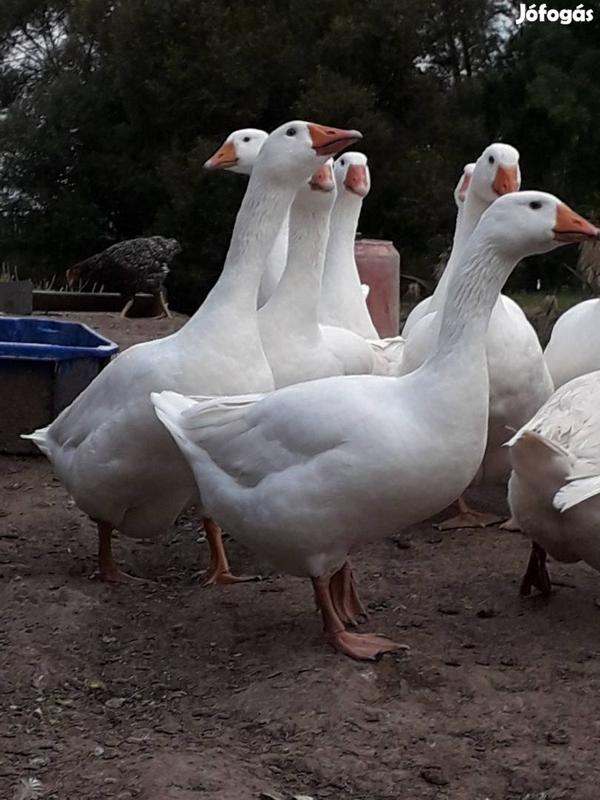 GeschäfteFirmen Hasenheide Volkspark Jahnpark