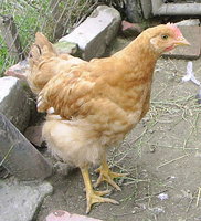 Ingyenes társkereső oldalak Cochin-ban