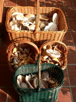 A kosarak