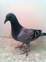 2009-01-24864kk