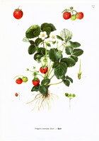 Csapody Vera - Eper (Fragaria ananassa)