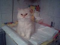 Pamacs
