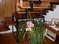 orchidea
