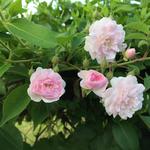 'Paul's Himalayan Musk'