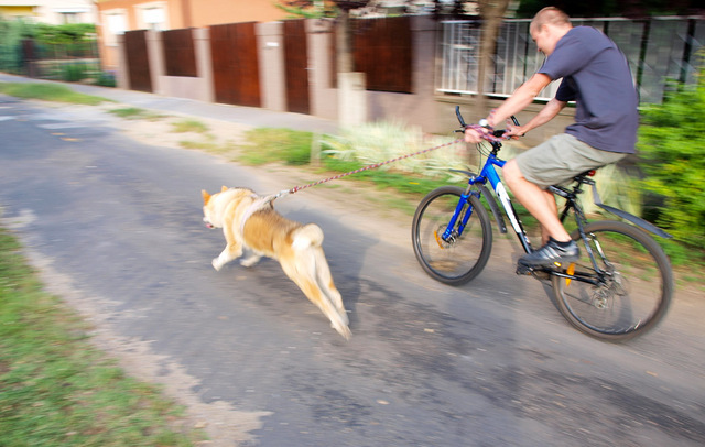 Amerikai Akita Index Fórum