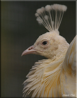 mutci