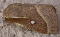 lepke