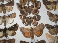 P.stolida - D. algira