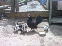 holland trpe kotls kis cochinokkal